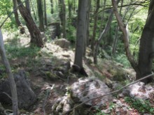 170513_010_Klippenwald_WIth