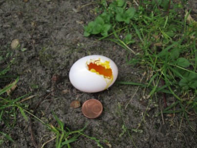 Das angenagte Ei mit Cent zum Größenvergleich