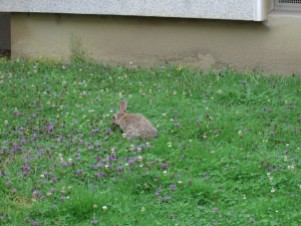 ... und zufriedenen Kaninchen. Jetzt haben wir gemähten Rasen 😢