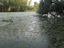 in Wirklichkeit lagen nur Unmengen Pappelsamen auf dem Teich.