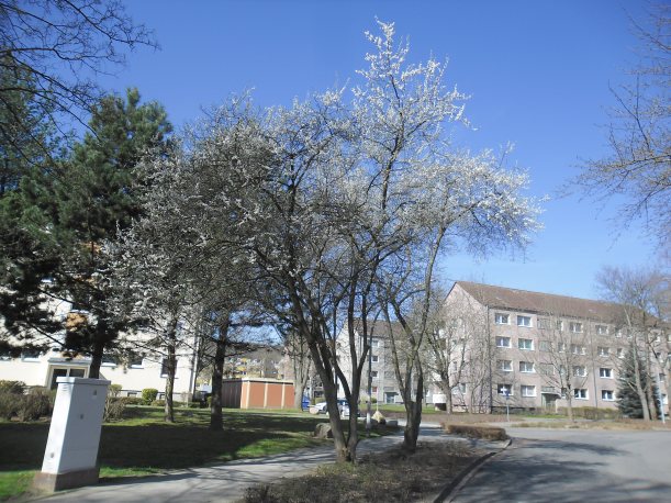Photo: Kirschpflaumen-Baum in voller Blüte
